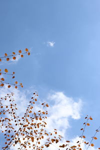 Low angle view of plants against blue sky