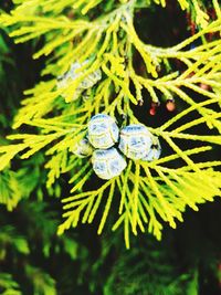 Close-up of green beetle on tree