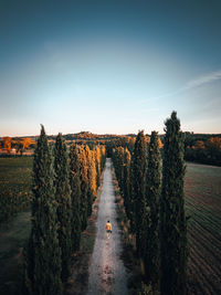 One person walks between cypress trees high angle view with mountain in background and blue sky