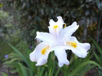 Close-up of flower blooming outdoors