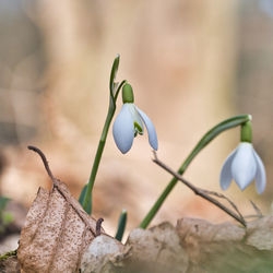 Close-up of white flowering plant