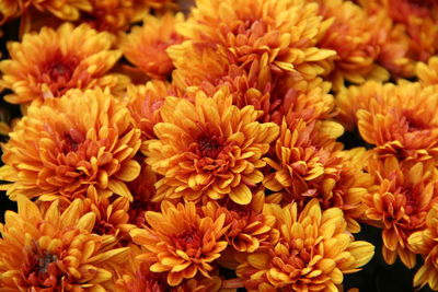 Close-up of yellow roses