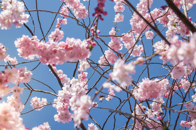 Low angle view of cherry blossom against sky