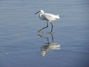 Bird in a lake