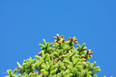 Low angle view of pine tree against clear blue sky