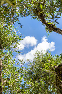 Low angle view of trees against sky