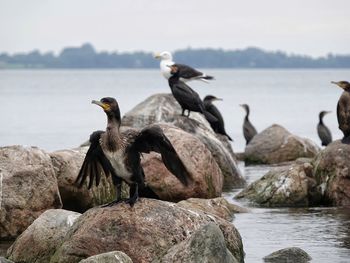 Close-up of bird perching on rock