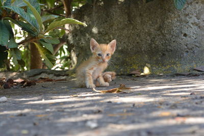 Portrait of kitten sitting