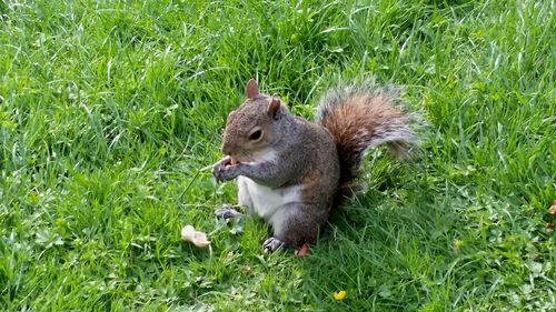 Close-up of squirrel eating grass