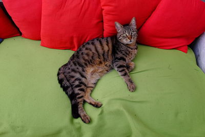 High angle portrait of cat sitting on carpet