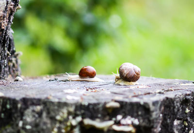 Close-up of fruits on tree trunk