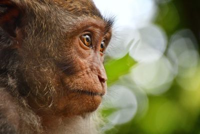 Close-up of monkey