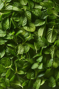 Full frame shot of plants