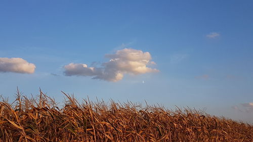 Low angle view of stalks in field against blue sky