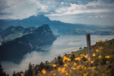 Yellow flowers against river by swiss alps