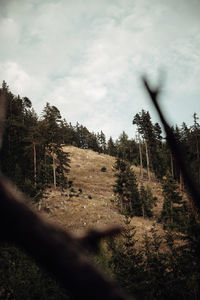 Trees growing in forest against sky