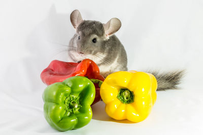 Close-up of rodent by bell peppers against white background