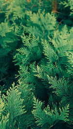 High angle view of fern leaves