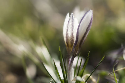 Close-up of plant on grassy field