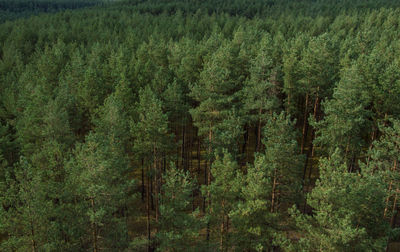 High angle view of pine trees in forest