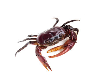 Close-up of insect on white background