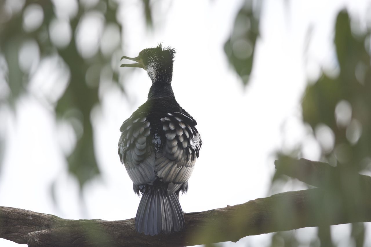 LOW ANGLE VIEW OF BIRD PERCHING ON A BRANCH