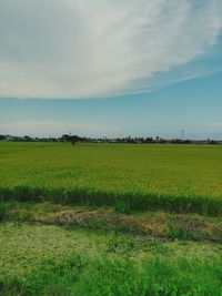 Scenic view of agricultural field against sky