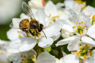 Close-up of bee pollinating on white flowers