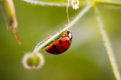 Close-up of ladybug on plant