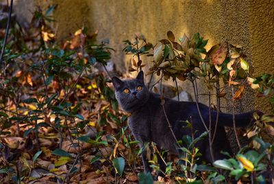 Portrait of cat amidst leaves during autumn