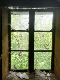 Plants seen through window of abandoned house