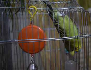 Close-up of bird in cage