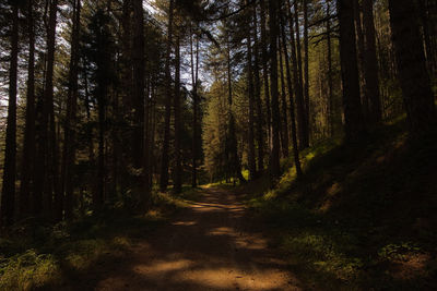 Trail amidst trees in forest