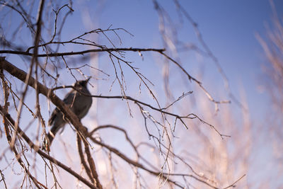 Low angle view of bird perching on bare tree against sky