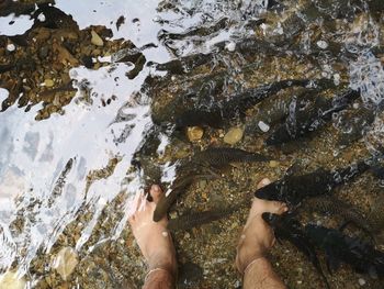 Low section of man and fishes in sea