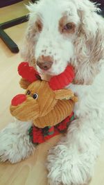 Close-up portrait of cute dog