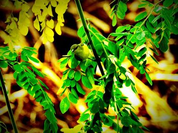 Close-up of leaves