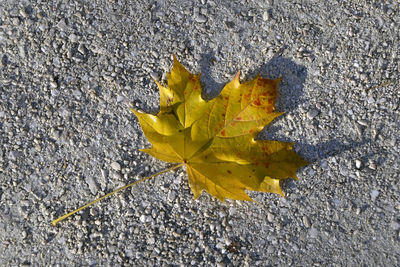 High angle view of yellow maple leaf