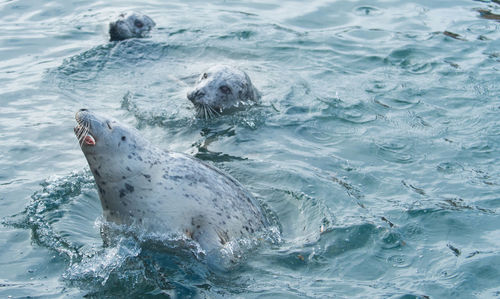 Seals swimming in sea