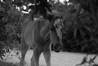 View of two horses