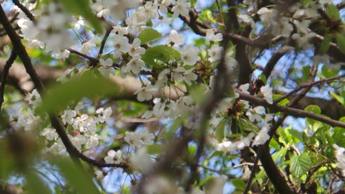 Low angle view of white flowers