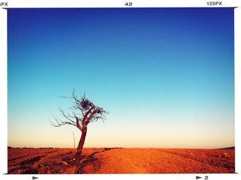 Scenic view of field against clear sky