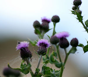 Close-up of thistle flowers