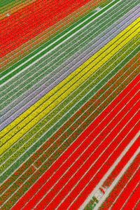 Aerial view of colourful tulip fields