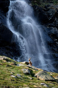 Low angle view of mountain goat standing against waterfall