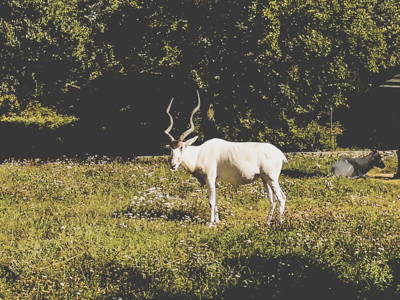 HORSE STANDING ON FIELD