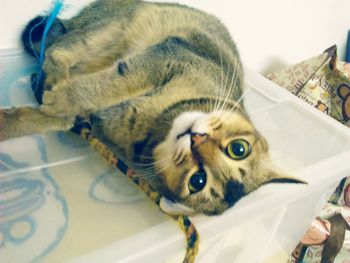 Close-up of cat