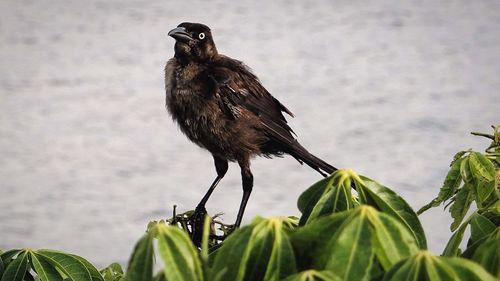 Bird perching on leaf