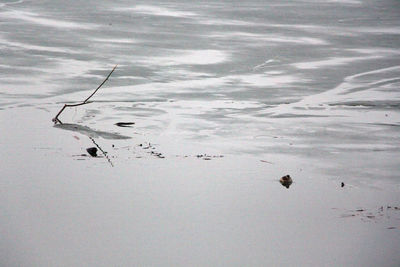 High angle view of birds in lake during winter