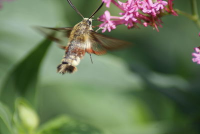 Close-up of butterfly pollinating on flower